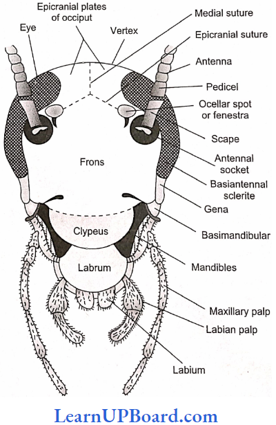 NEET Biology Structural Organization In Animals Head Of Cockroach