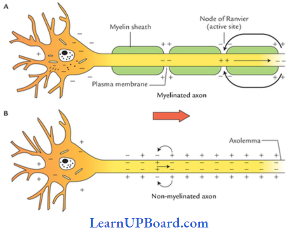 NEET Biology Structural Organization In Animals Medullated And Non Medullated Nerver Fiber