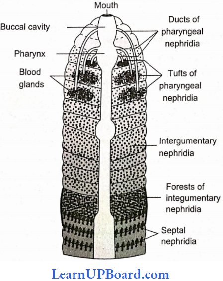 NEET Biology Structural Organization In Animals Nephridial System In Earthworm