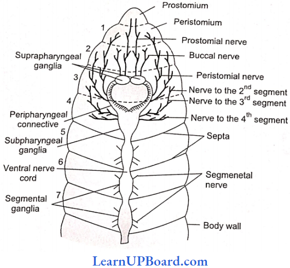 NEET Biology Structural Organization In Animals Nervous System of Earthworm In Dorsal View