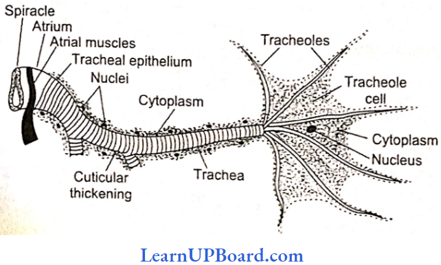 NEET Biology Structural Organization In Animals Spiracle Tracheae And Tracheoles
