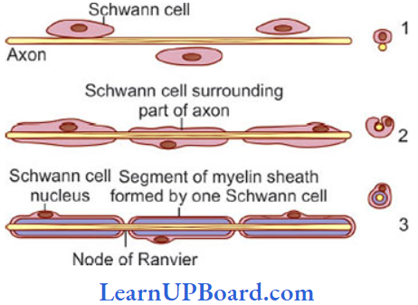 NEET Biology Structural Organization In Animals Stages In The Formation Of Myelin Sheath By A Schwann Cell