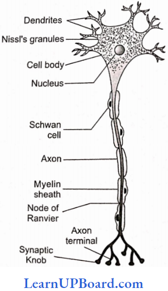 NEET Biology Structural Organization In Animals Struture Of A Neuron