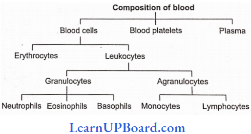 NEET Biology Structural Organization In Animals Types Of Blood Cells