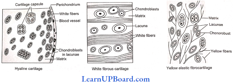 NEET Biology Structural Organization In Animals Types Of Cartilage