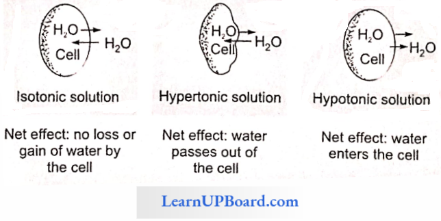 NEET Biology Transport In Plant Effect Of Isotonic Solution Hypertonic Solution And Hypotonic Solution