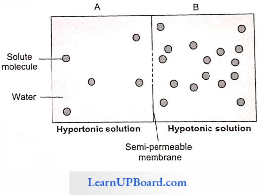 NEET Biology Transport In Plant Hypertonic And Hypotonic Solutions