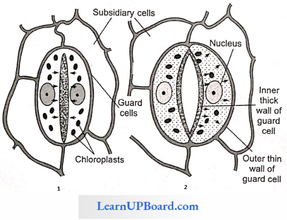 NEET Biology Transport In Plant Structure Of Stomata
