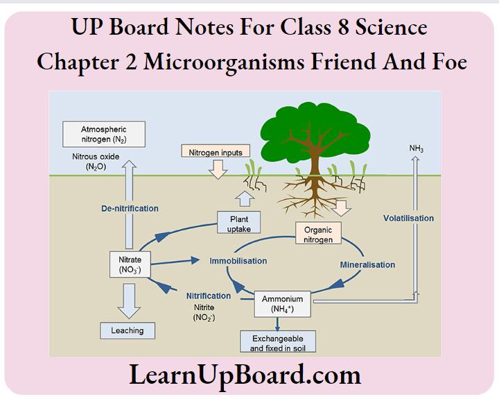 UP Board Notes For CLass 8 Science Chapter 2 Microorganisms Friend And Foe Atmospheric Nitrogen