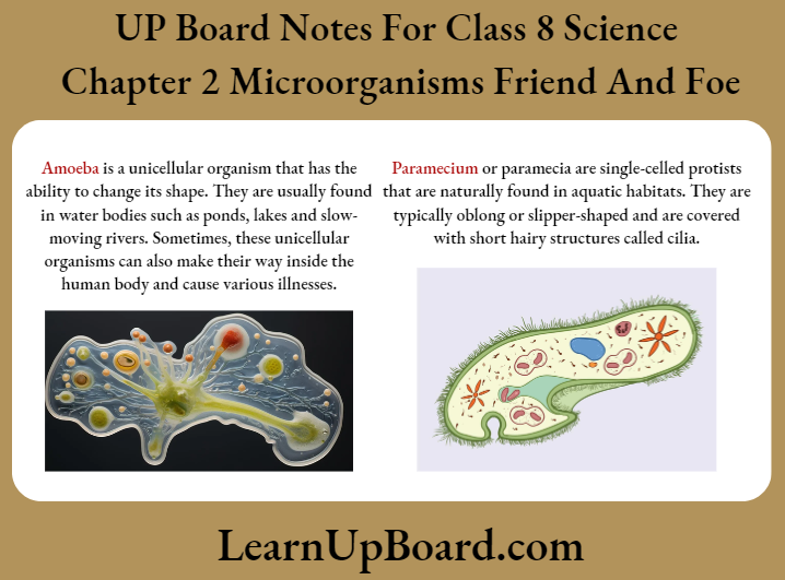 UP Board Notes For CLass 8 Science Chapter 2 Microorganisms Friend And Foe Difference Between Amoeba And Paramecium