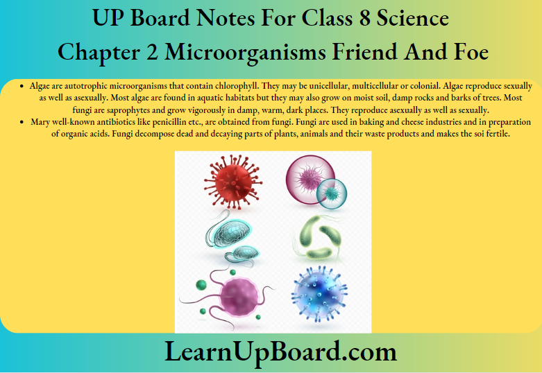 UP Board Notes For CLass 8 Science Chapter 2 Microorganisms Friend And Foe Types Of Microorganisms