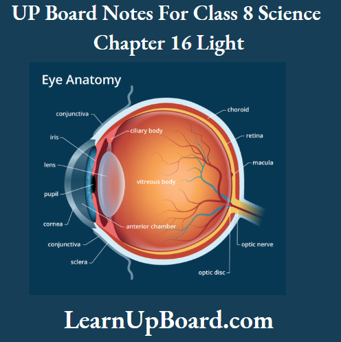 UP Board Notes For Class 8 Science Chapter 16 Light The Human Eye