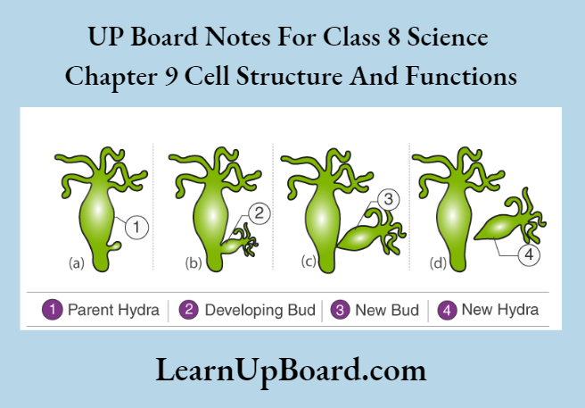 UP Board Notes For Class 8 Science Chapter 9 Cell Structure And Functions Reproduction In Animals Activty 3