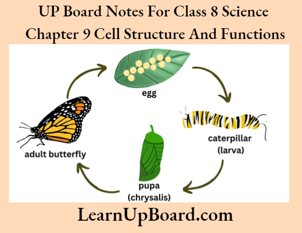 UP Board Notes For Class 8 Science Chapter 9 Cell Structure And Functions What Is Metamorphosis