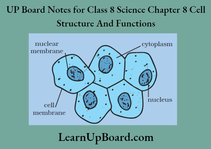 UP Board Notes for Class 8 Science Chapter 8 Cell Structure and Functions Activty 4