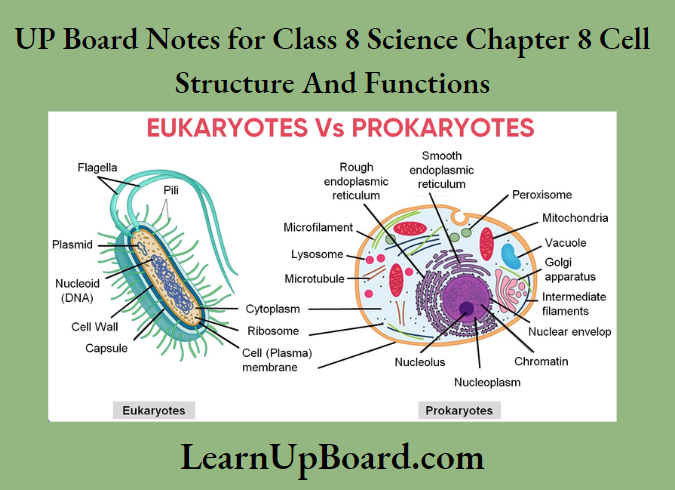 UP Board Notes for Class 8 Science Chapter 8 Cell Structure and Functions Eukaryotes vs prokaryotes