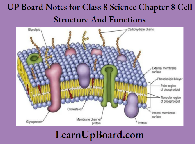 UP Board Notes for Class 8 Science Chapter 8 Cell Structure and Functions Part Of Cell Membrane