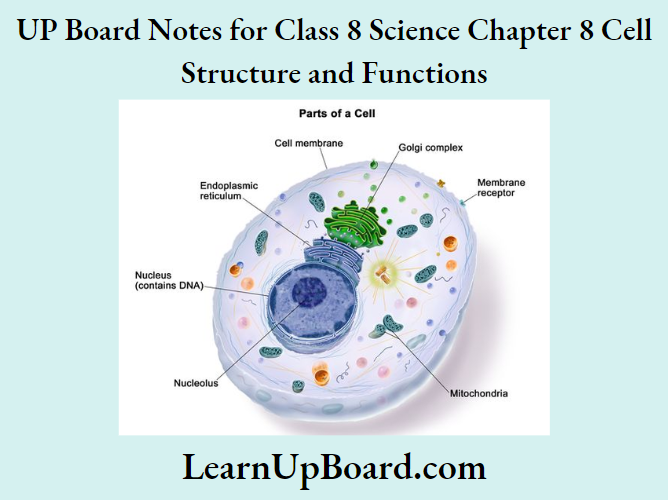 UP Board Notes for Class 8 Science Chapter 8 Cell Structure and Functions Part Of Cells