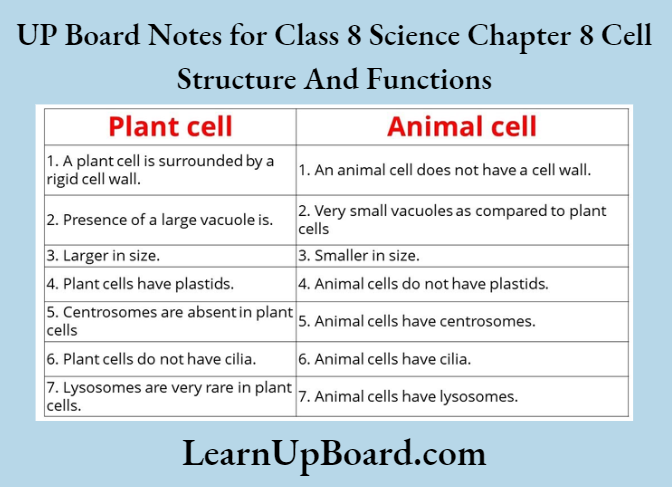 UP Board Notes for Class 8 Science Chapter 8 Cell Structure and Functions Plant Cells And Animal Cells