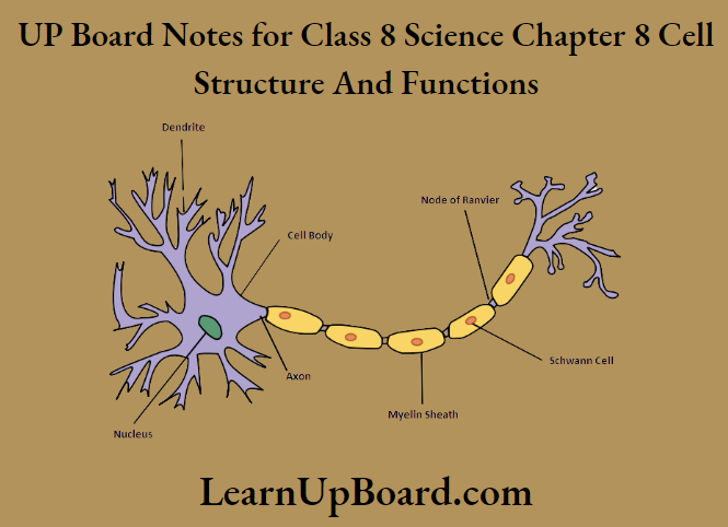 UP Board Notes for Class 8 Science Chapter 8 Cell Structure and Functions The human nerve cell