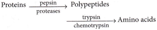 Biomolecules Proteins Polypeptides And Amino Acids