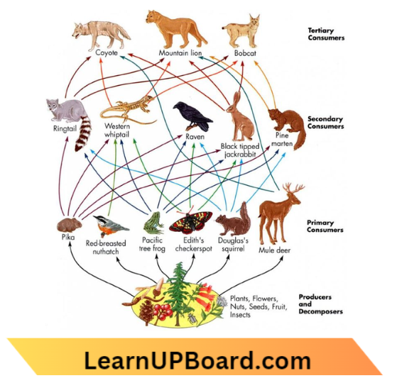 Environment Ecosystem What Are Its Components A Food Web With Many Interconnected Food Chains