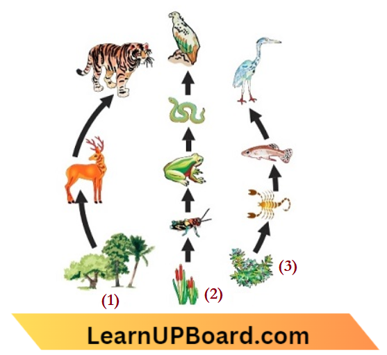 Environment Ecosystem What Are Its Components Food Chains, Forest,Grassland, Pond