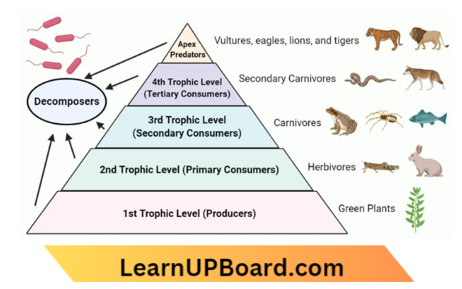 Environment Ecosystem What Are Its Components Trophic Levels