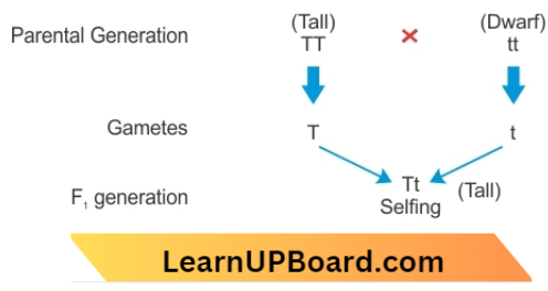 Heredity Genes Located