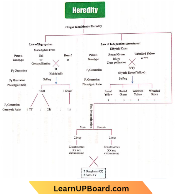 Heredity Of Heredity