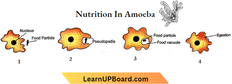 Nutrition Amoeba