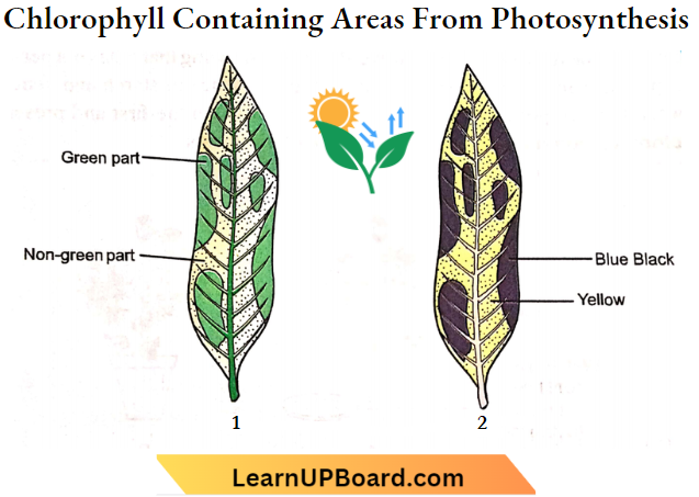 Nutrition Chlorophyll Containing Areas Perfrom Photosynthesis