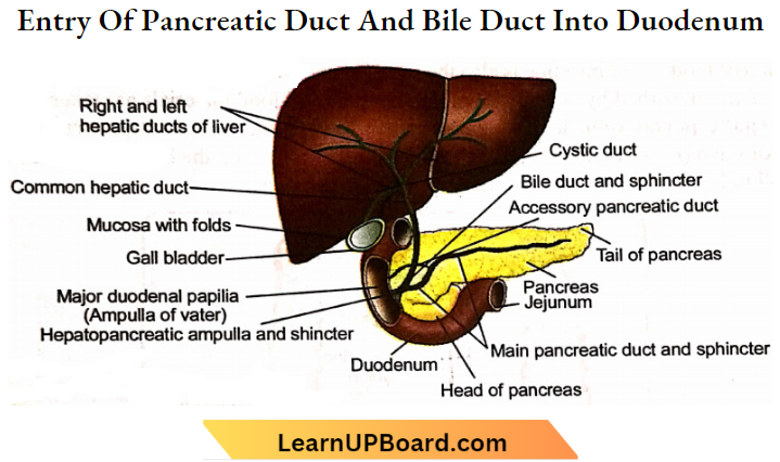 Nutrition Entry Of panacreatic Duct And Bile Duct Into Duodenum