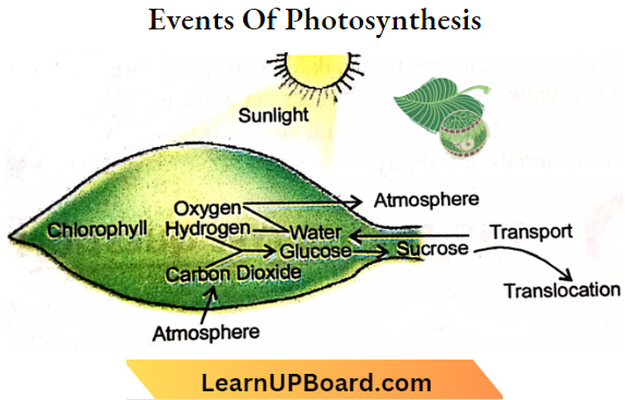 Nutrition Events Of Photosynthesis