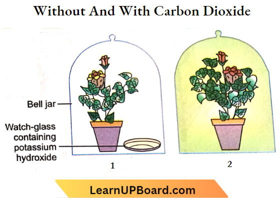 Nutrition Experimental Set Up Fro Photosynthesis