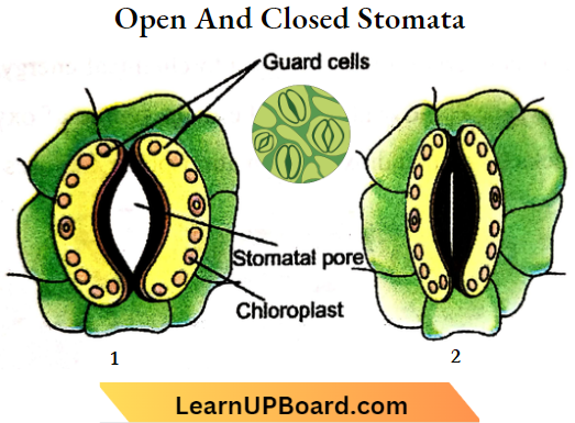 Nutrition Open And Closed Stomata