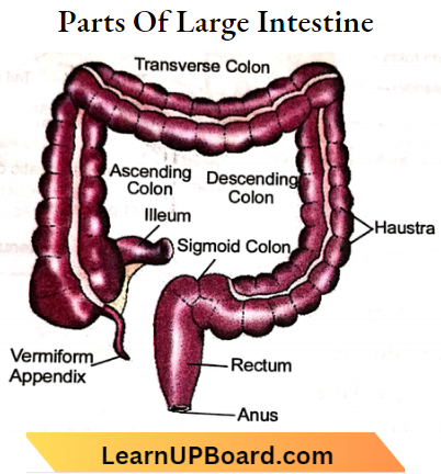 Nutrition Parts Of A Large Intestine
