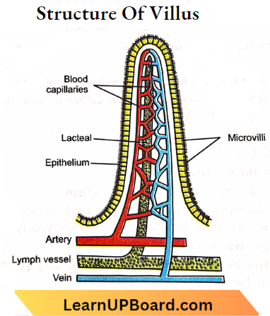 Nutrition Structure Of A Villus