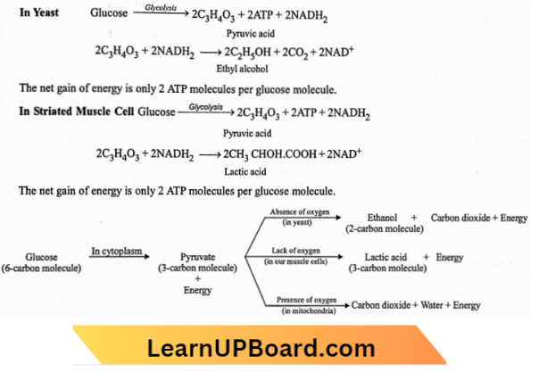 Respiration Breakdown Of Glucose By Various Methods