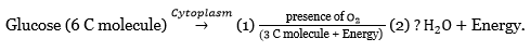 Respiration Breakdown Of Glucose Pathway