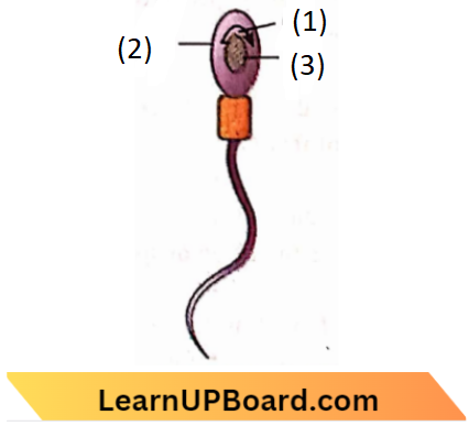Sexual Reproduction Acrosome