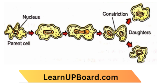 Sexual Reproduction Binary Fission In Amoeba