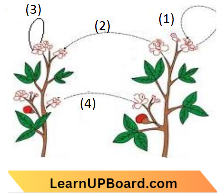 Sexual Reproduction Cross Pollination