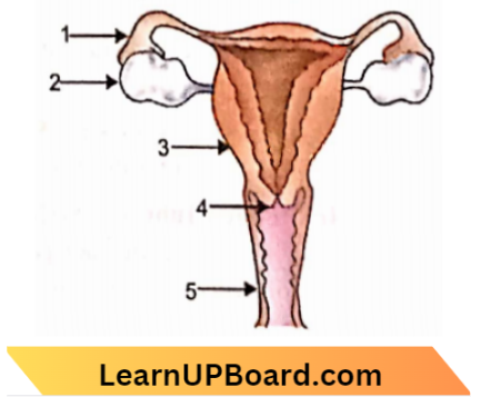 Sexual Reproduction Female Reproductive System
