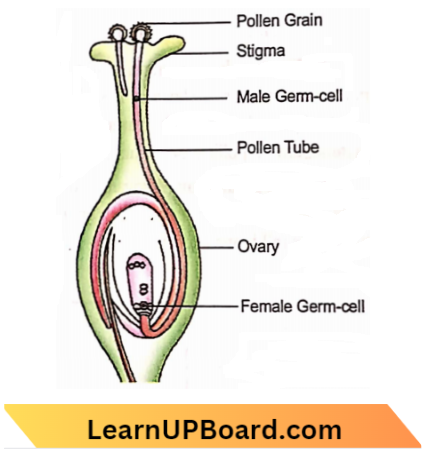 Sexual Reproduction Fertilization In A Flowering Plant