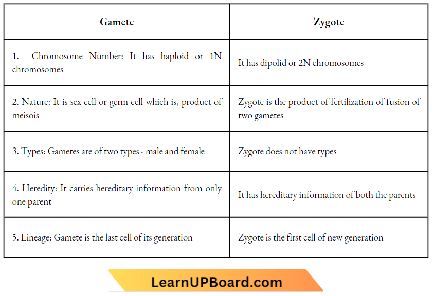 Sexual Reproduction Gamete And Zygote