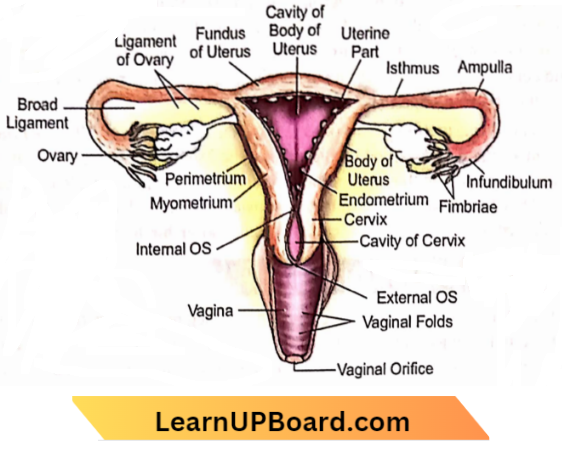 Sexual Reproduction Human Female Reproductive System