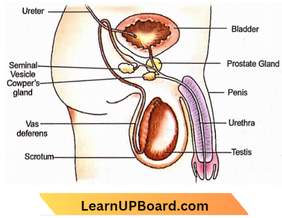 Sexual Reproduction Human Male Reproductive System