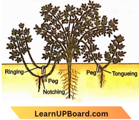 Sexual Reproduction Layering