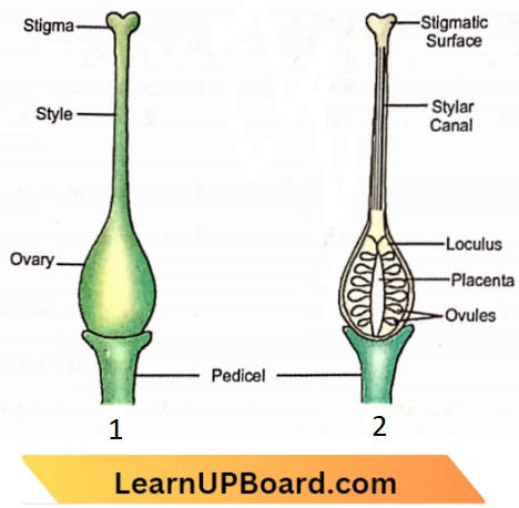 Sexual Reproduction Parts Of Stamen Of Front view And Back view And T.S. Anther 2